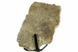 Cretaceous Fossil Turtle (Toxochelys) Shell Section - Texas #377863-2